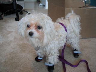 Muffin In Boots